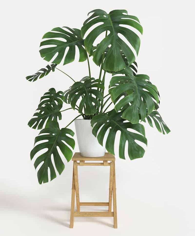 plant