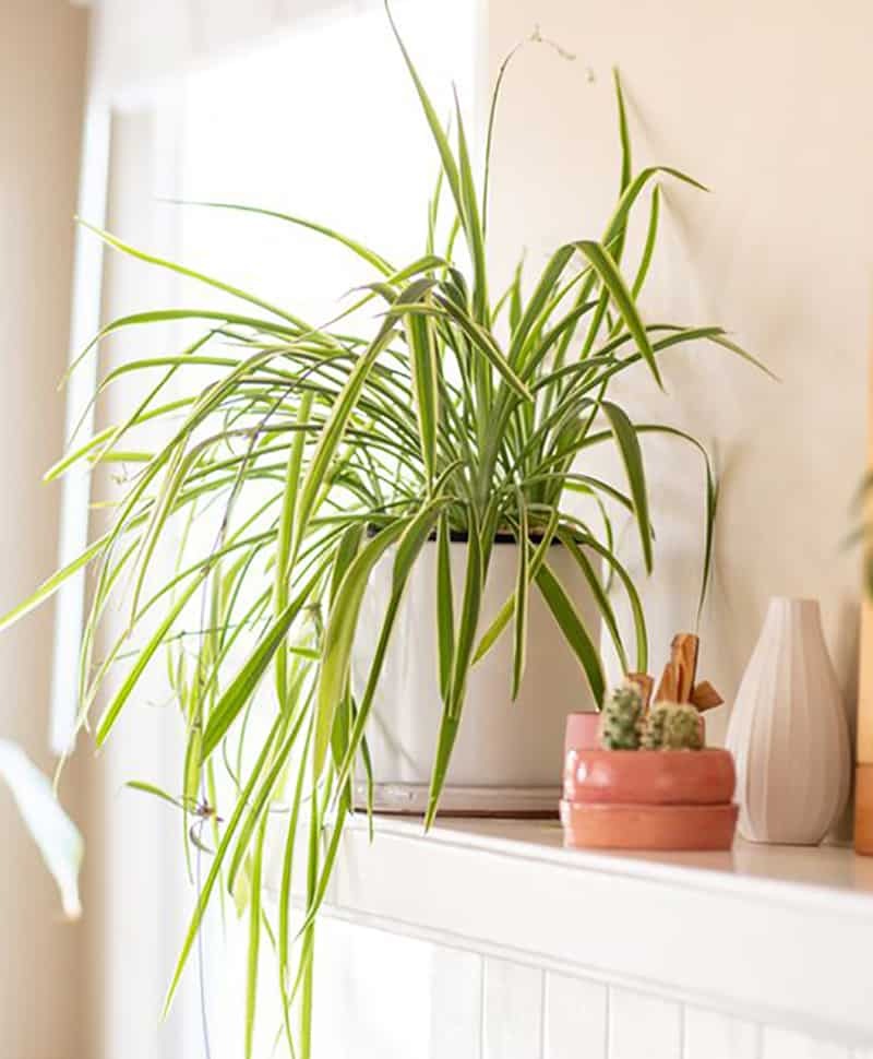 plant