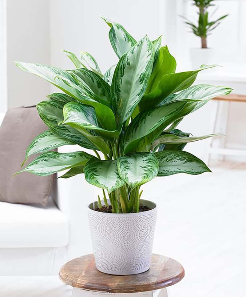 plant