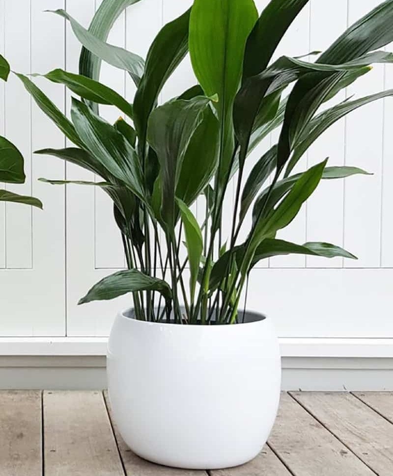 plant