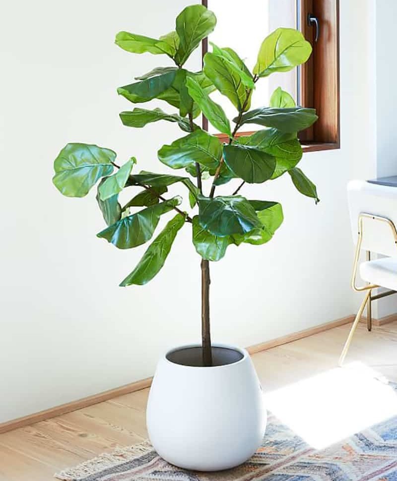 plant